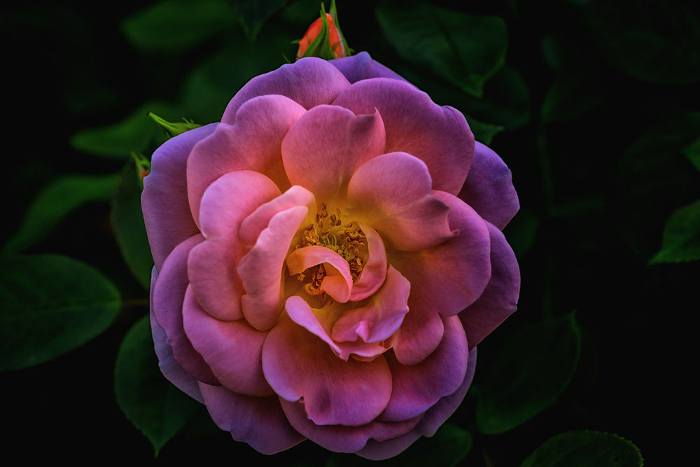 Обои для рабочего стола Розовая роза, by Anders Wаtterstam