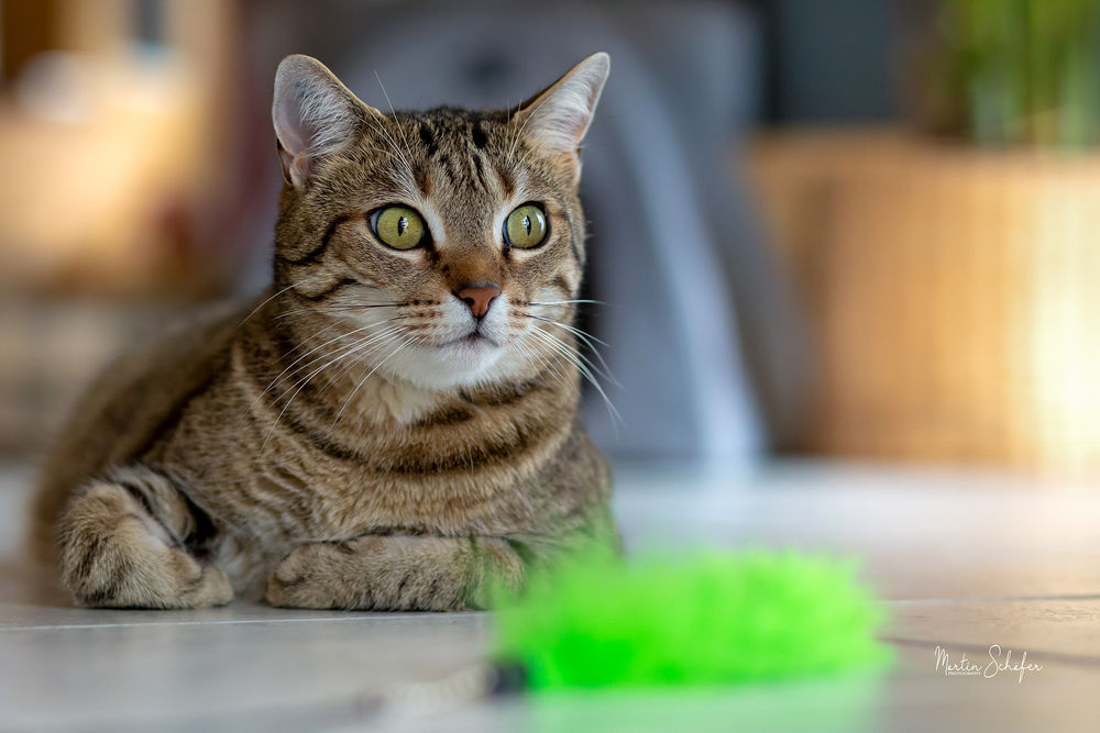 Обои для рабочего стола Серая кошка с зелеными глазами на размытом фоне, фотограф Martin Schаfer