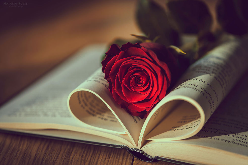 Обои для рабочего стола Красная роза на открытой книге, by Natasha Busel Photography