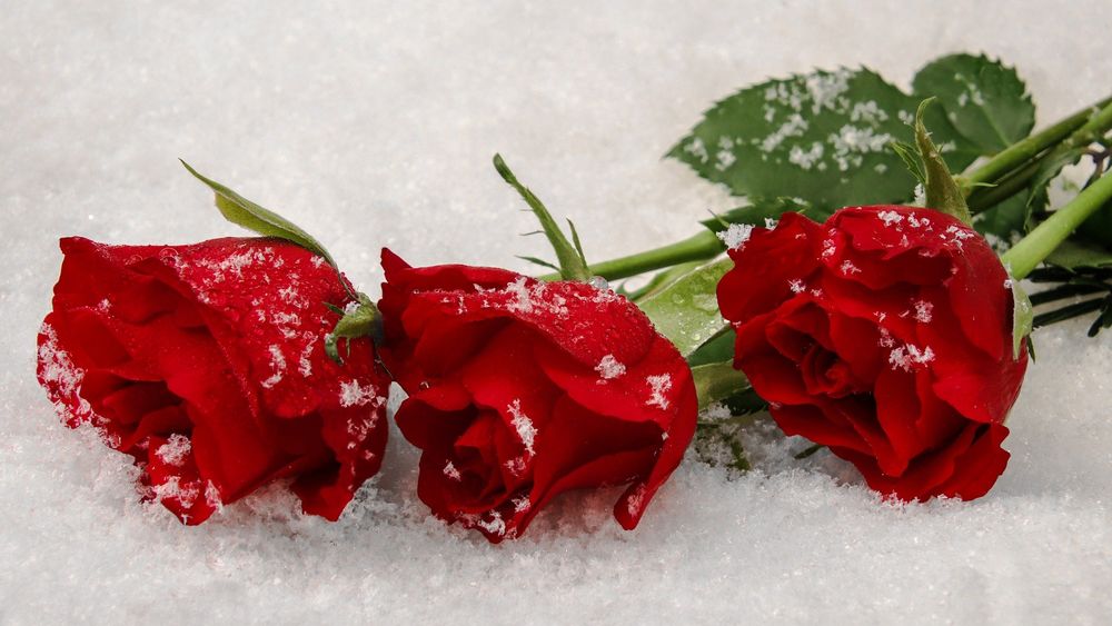 Обои для рабочего стола Красные розы лежат на снегу, by Lilo