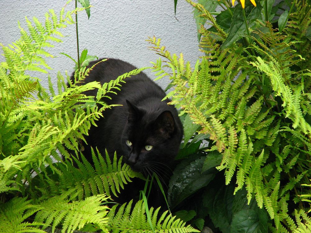 Обои для рабочего стола Черная кошка среди листьев папоротника, by Lilo