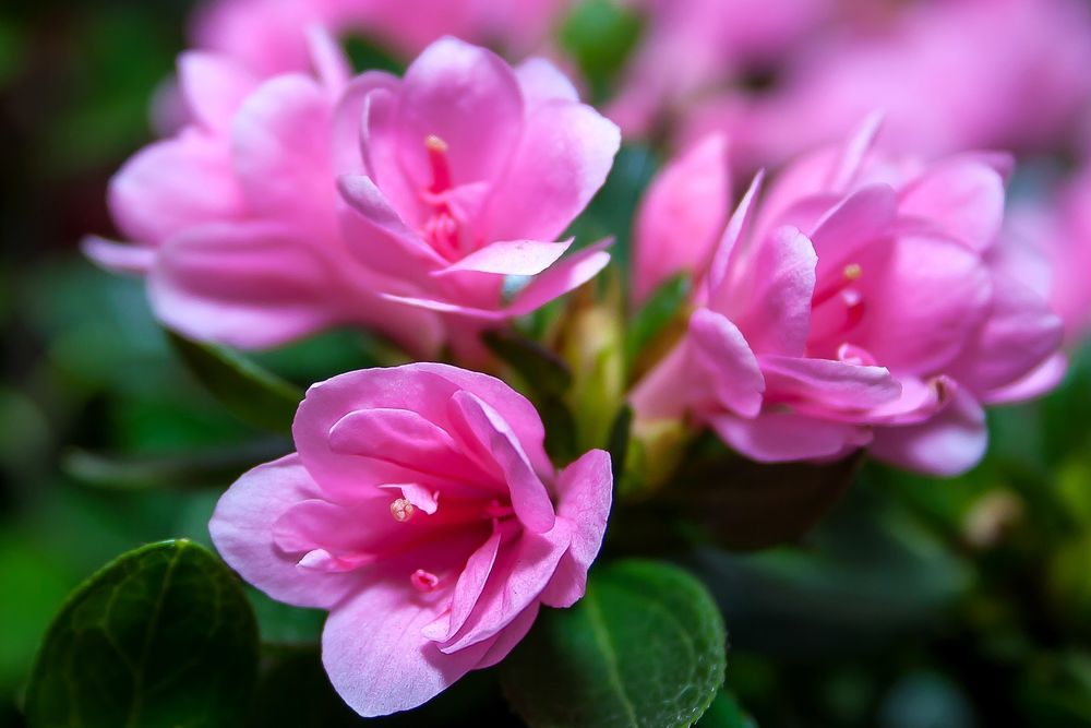 Обои для рабочего стола Розовые цветы азалии, by Foto-Rabe