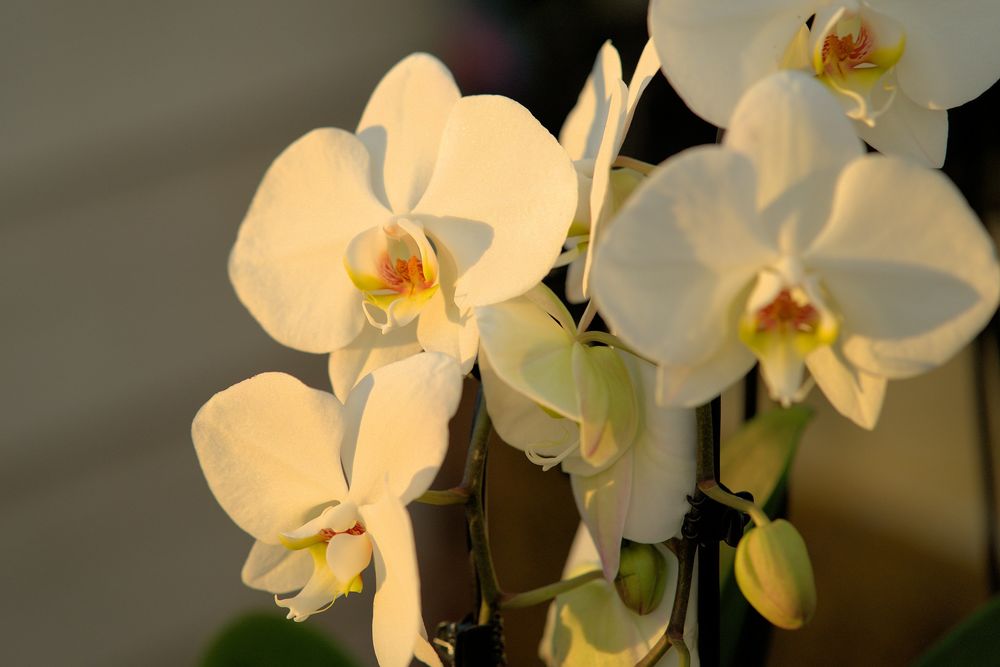 Обои для рабочего стола Цветы белой орхидеи, by Andreas Lischka