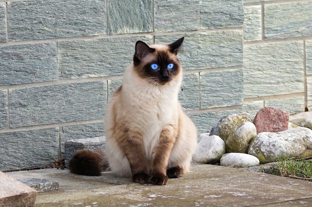 Обои для рабочего стола Сиамская кошка с голубыми глазами сидит у стены у камней, by Andreas Lischka