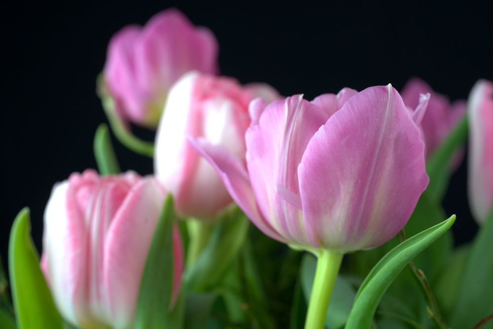 Обои для рабочего стола Нежно-розовые тюльпаны на темном фоне, by Andreas Lischka