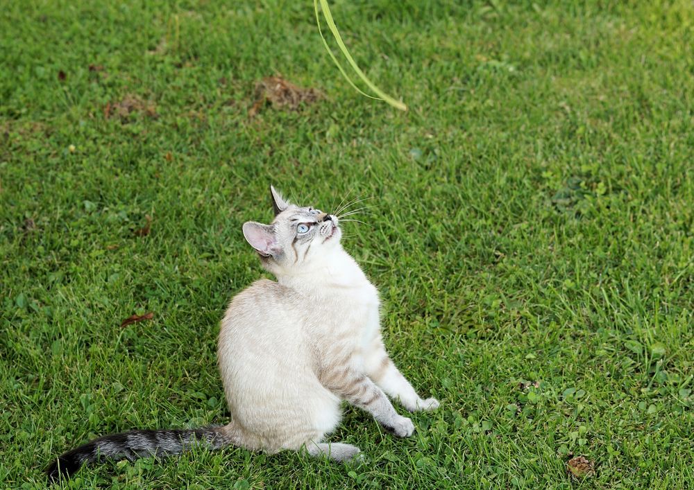 Обои для рабочего стола Серая кошка сидит на траве и смотрит вверх, by Andreas Lischka