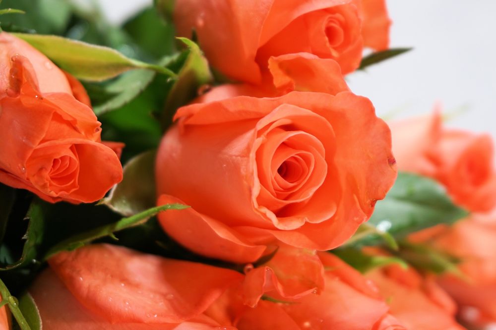 Обои для рабочего стола Оранжевые розы, by Andreas Lischka