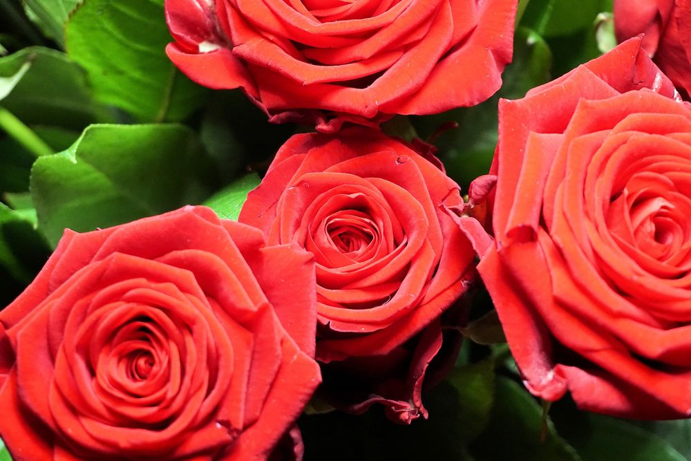 Обои для рабочего стола Красные розы, by Andreas Lischka