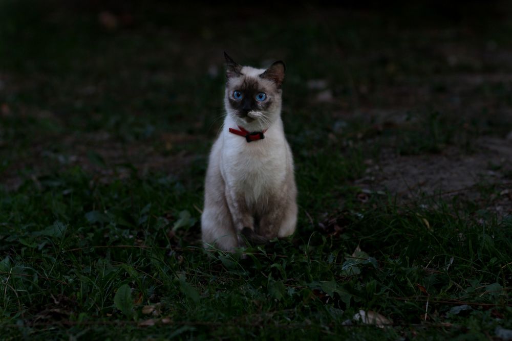Обои для рабочего стола Сиамская кошка сидит на траве ночью, by Adina Voicu