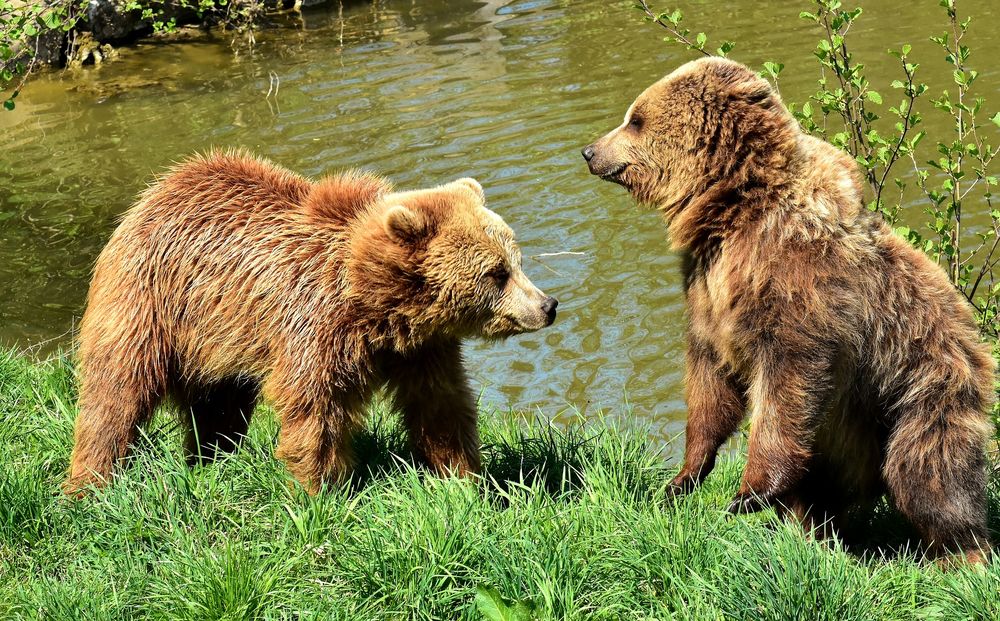 Обои для рабочего стола Бурые медведи на траве на фоне воды, by Alexas_Fotos