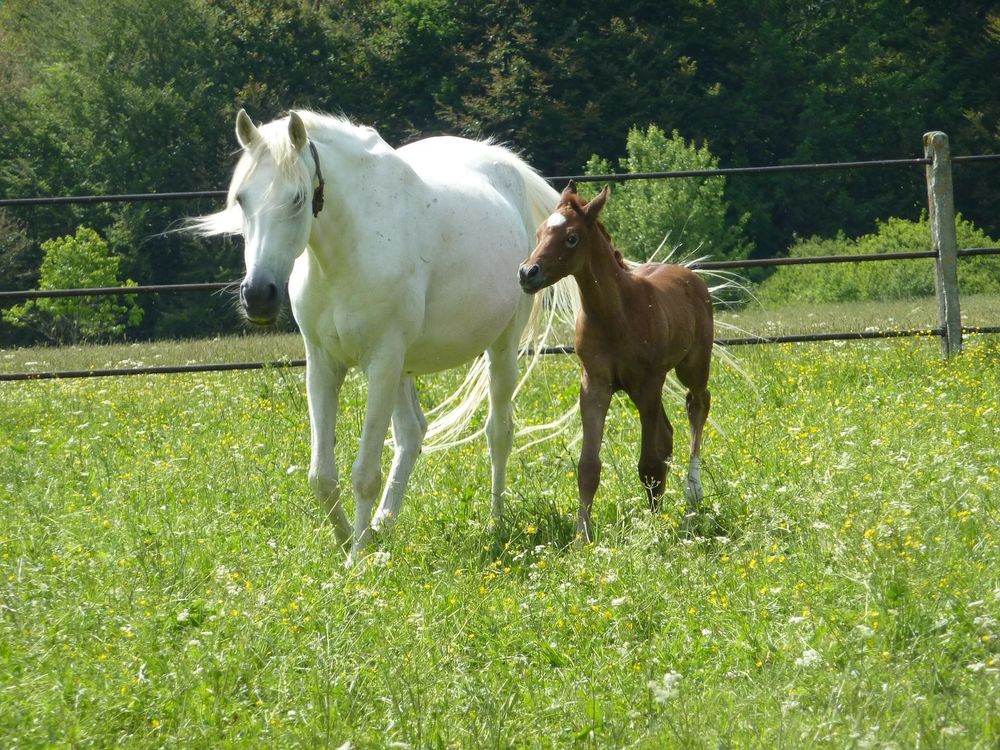 Обои для рабочего стола Белая лошадь и коричневый жеребенок стоят на траве траве, by JDavid Mark
