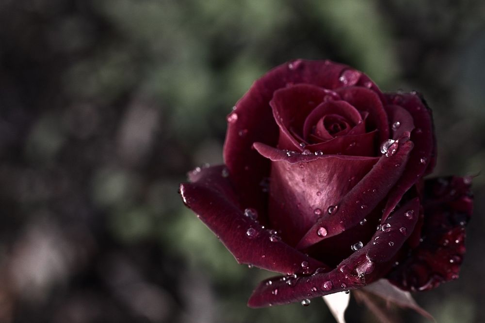 Обои для рабочего стола Темно-бордовая роза с капельками воды на темном размытом фоне