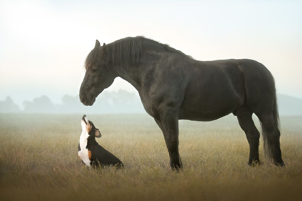Обои для рабочего стола Пес стоит перед лошадью, фотограф Светлана Писарева