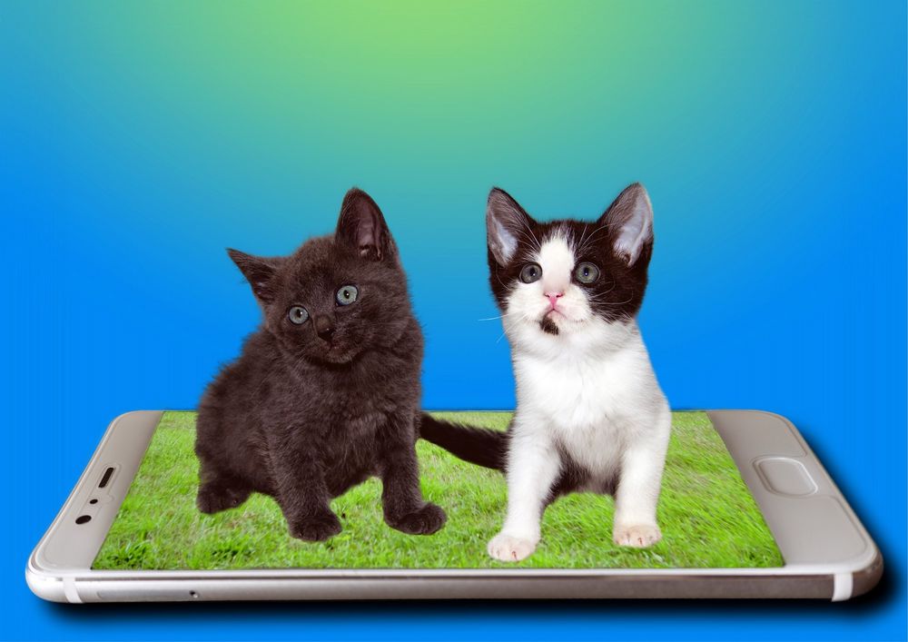 Обои для рабочего стола Маленькие котята сидят на планшете, by Gundula Vogel
