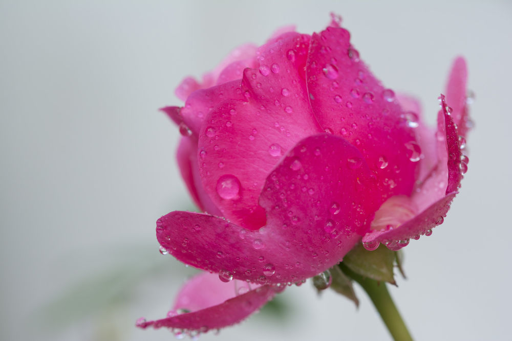 Обои для рабочего стола Розовая роза с каплями воды, by Salvo mangiaglia