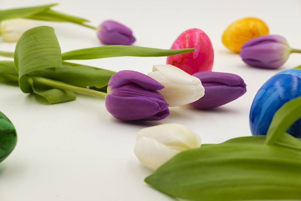 Обои для рабочего стола Сиреневые и белый тюльпаны на фоне разноцветных пасхальных яиц, by Bruno