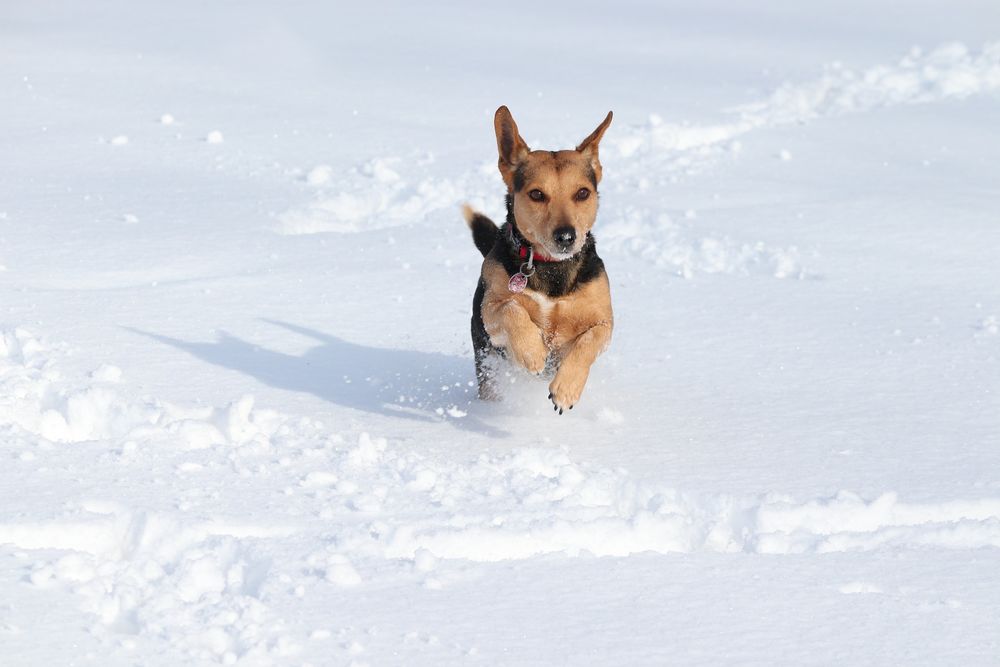 Обои для рабочего стола Собака бежит по снегу, by Manfred Richter