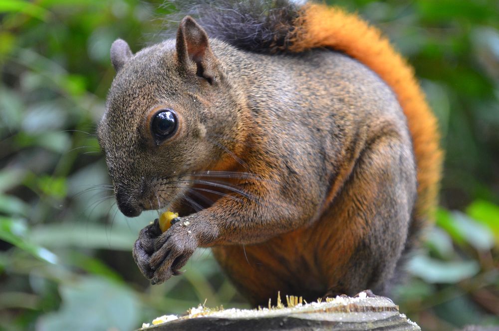Обои для рабочего стола Белка сидит на пенье на размытом фоне, by Silviu Costin
