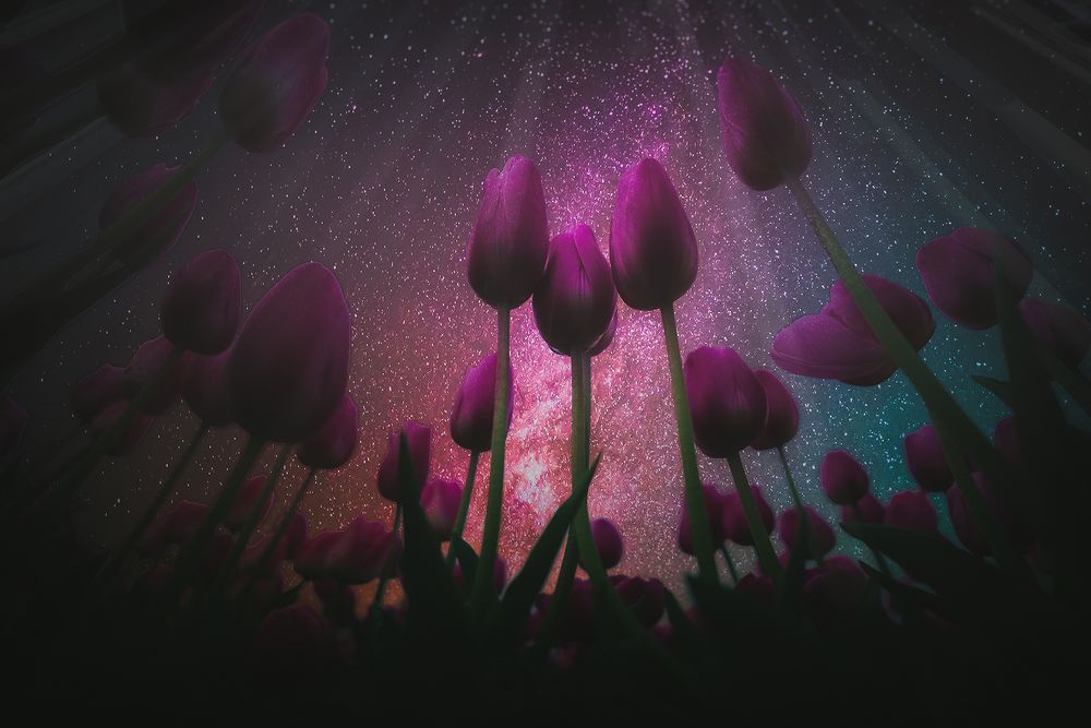 Обои для рабочего стола Сиреневые тюльпаны на фоне млечного пути в ночном звездном небе