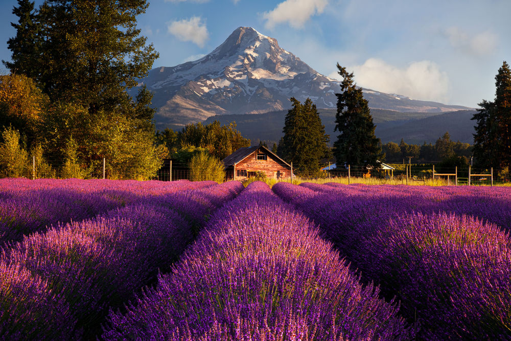 Обои для рабочего стола Лавандовые ряды перед горой Худ, Орегон / Mount Hood, Oregon, by Doug Shearer