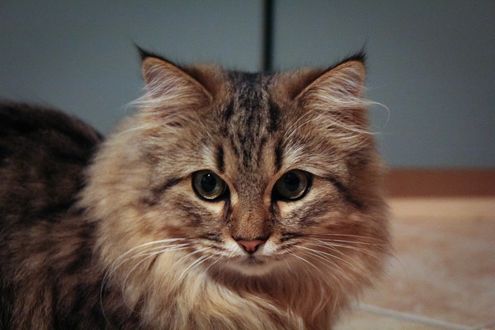 Обои на рабочий стол Серая кошка на размытом фоне, by thabisfotowelt