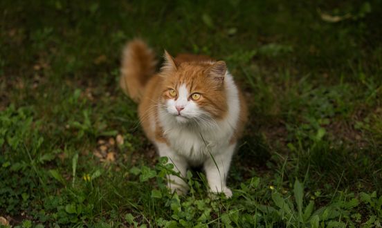 Обои на рабочий стол Рыже-белая кошка стоит на траве, by Pexels