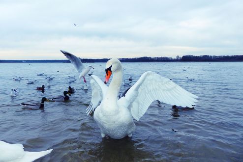 Обои на рабочий стол Белый лебедь на воде с поднятыми крыльями на воде на фоне уток и чайки, by Krzysztof Niewolny