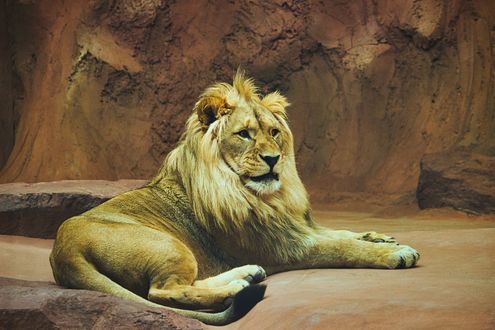 Обои на рабочий стол Лев лежит на земле у камней, by Lutz Peter