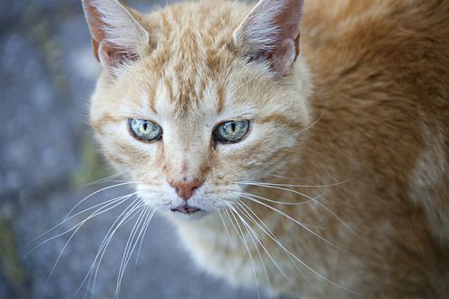 Обои на рабочий стол Рыжая кошка крупным планом, by Liselotte Brunne
