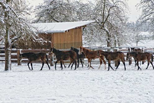 Обои на рабочий стол Лошади в загоне на снегу на фоне домика и заснеженных деревьев, by Liselotte Brunne