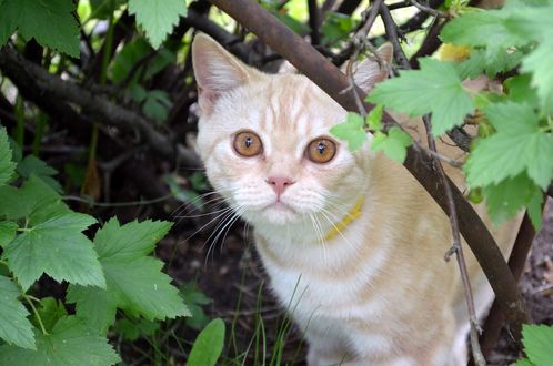 Обои на рабочий стол Рыжий котенок выглядывает из куста смородины, by Tanya50