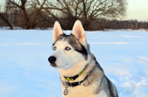 Обои на рабочий стол Собака породы хаски на размытом фоне зимней природы, by Tanya50