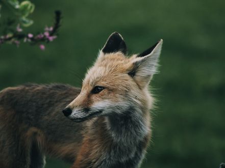 Обои на рабочий стол Лисичка на размытом фоне, by AdamLowly