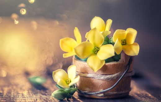 Обои на рабочий стол Букетик желтых цветов на фоне боке, by maria jose urios pastor