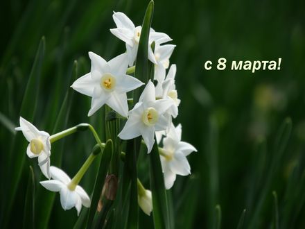 Обои на рабочий стол Весенние нарциссы на размытом фоне, (с 8 марта! )