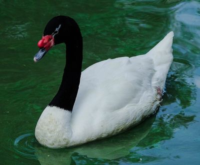 Обои на рабочий стол Лебедь с черной головой и шеей на воде, by Charlottesville