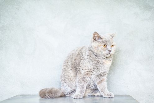 Обои на рабочий стол Серая кошка с янтарными глазами сидит у стены, фотограф Алина Вильченко