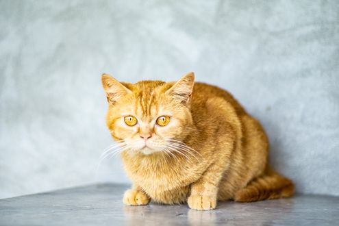 Обои на рабочий стол Рыжая кошка с желтыми глазами, фотограф Алина Вильченко