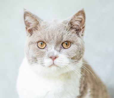 Обои на рабочий стол Серо-белая кошка, фотограф Алина Вильченко