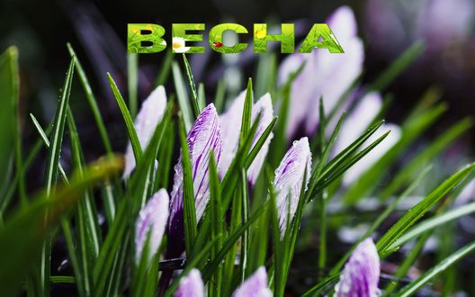 Обои на рабочий стол Весенние крокусы в каплях росы, (весна)