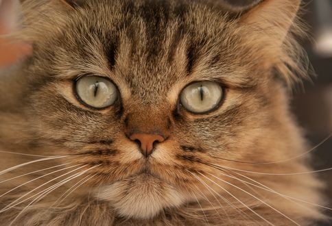 Обои на рабочий стол Кошка с серыми глазами, by jacqueline macou