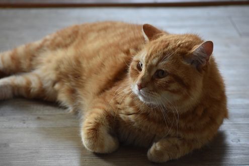 Обои на рабочий стол Рыжая кошка лежит на полу, by Сергей Корчанов