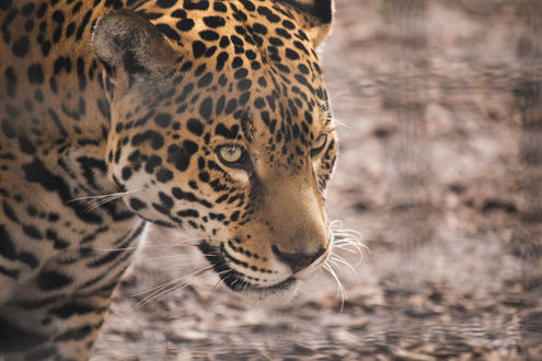 Обои на рабочий стол Ягуар на размытом фоне, by BrandonLord