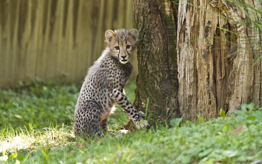 Обои на рабочий стол Детеныш гепарда в National Zoological Park. Washington / национальном зоопарке в Вашингтоне, by Ken_from_MD