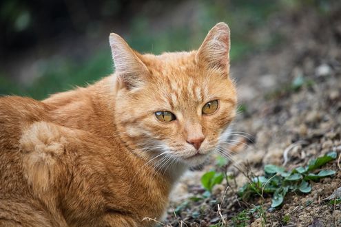 Обои на рабочий стол Рыжая кошка лежит на земле на размытом фоне, by minka2507