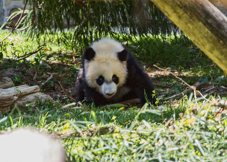 Обои на рабочий стол Панда в National Zoological Park. Washington / национальном зоопарке в Вашингтоне, by Ken_from_MD