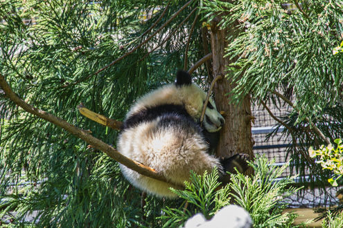 Обои на рабочий стол Панда на дереве в National Zoological Park. Washington / национальном зоопарке в Вашингтоне, by Ken_from_MD