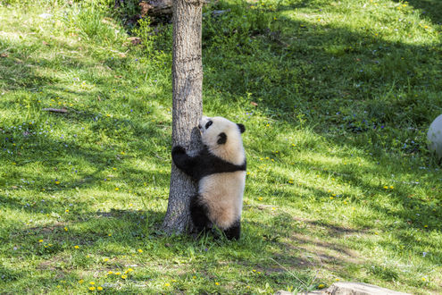 Обои на рабочий стол Панда у дерева в National Zoological Park. Washington / национальном зоопарке в Вашингтоне, by Ken_from_MD