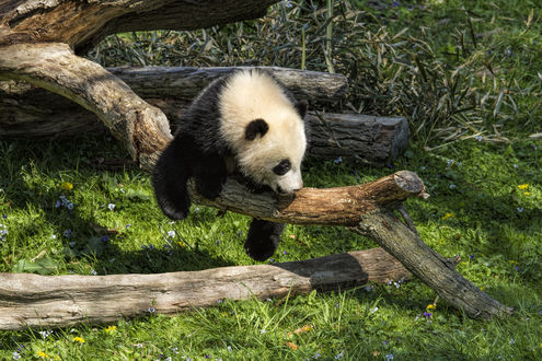 Обои на рабочий стол Панда на дереве в National Zoological Park. Washington / национальном зоопарке в Вашингтоне, by Ken_from_MD