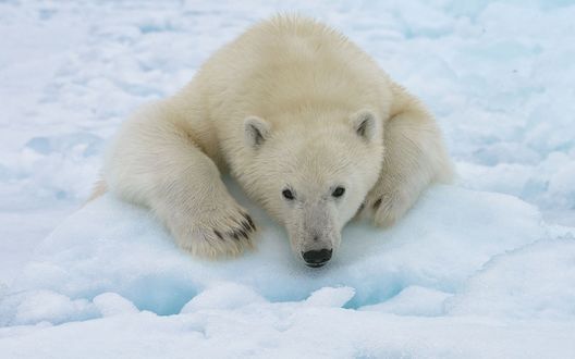 Обои на рабочий стол Белый медведь на снегу, by Mike Reyfman